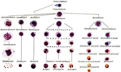 Исследование клеточного состава (миелограмма)