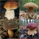 Изучаем полезные свойства белых грибов Есть ли польза в белых грибах