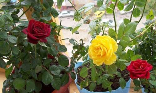 Условия домашнего выращивания роз
