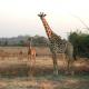 Жираф: интересные факты, фото и краткое описание Описание жирафа