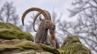 Photo of Встреча с горными животными