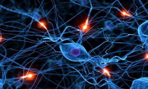 Нейромедиаторы в работе нервной системы Функции нейромедиаторов